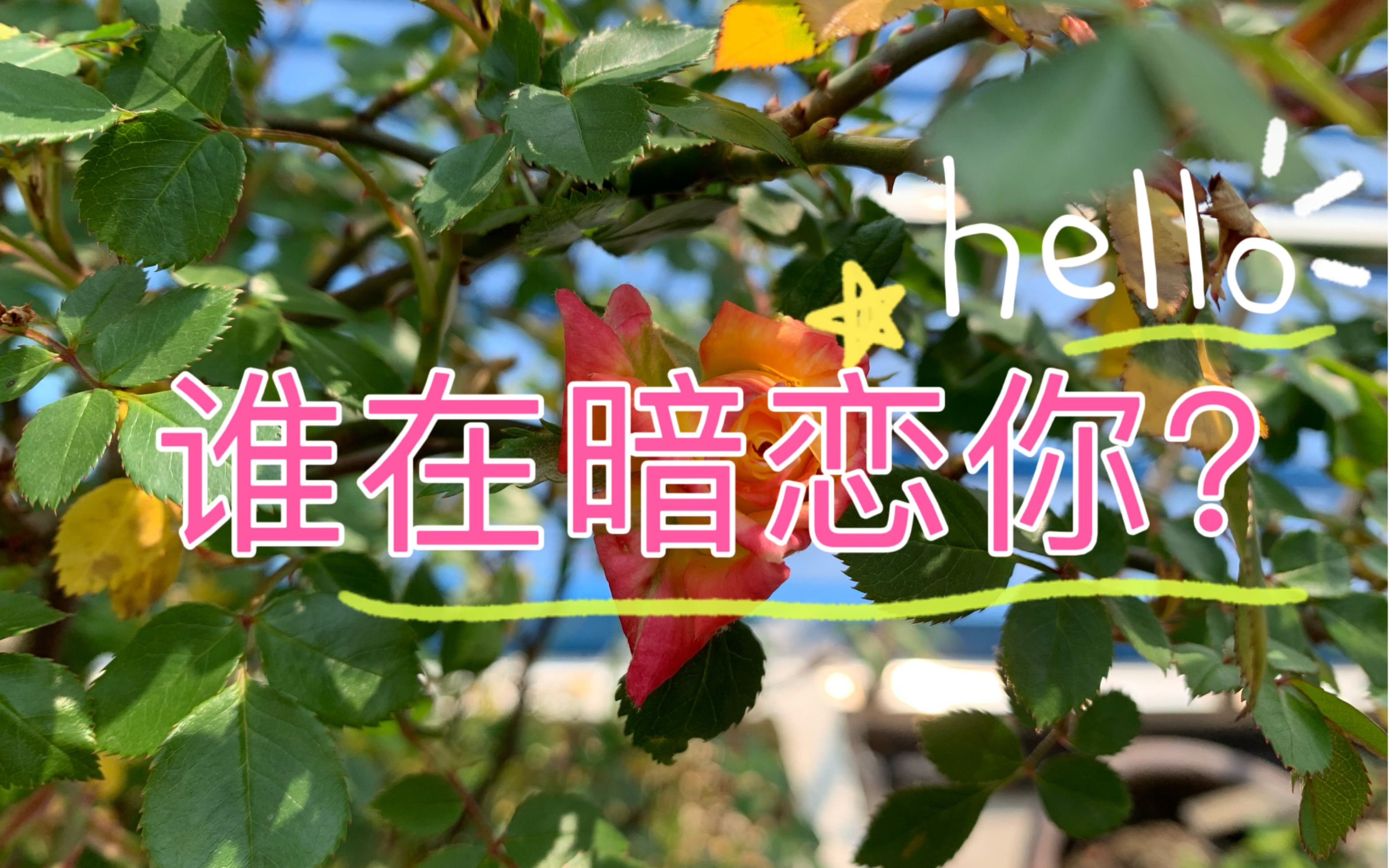 塔罗占卜谁在暗恋你ta会向你表白吗