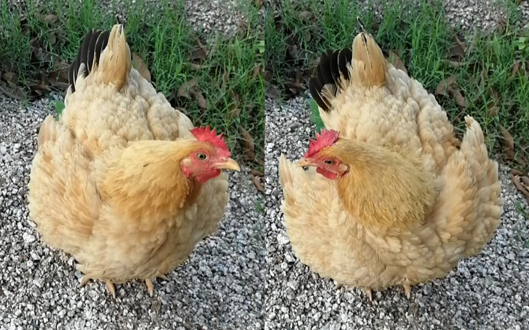 小四子好爱整理羽毛啊(三十三)