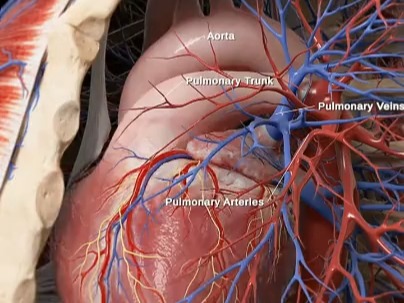 精美动画:心脏和肺部血管哔哩哔哩bilibili