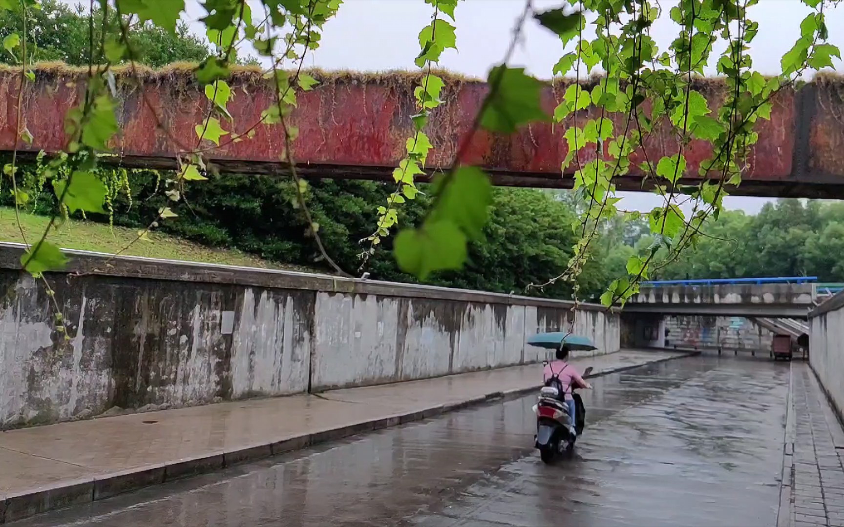 [图]夏日-雨中即景