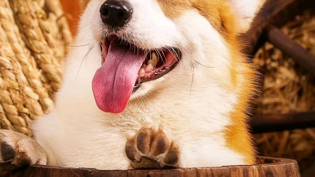 狗看到蛋糕疯狂消耗沙雕