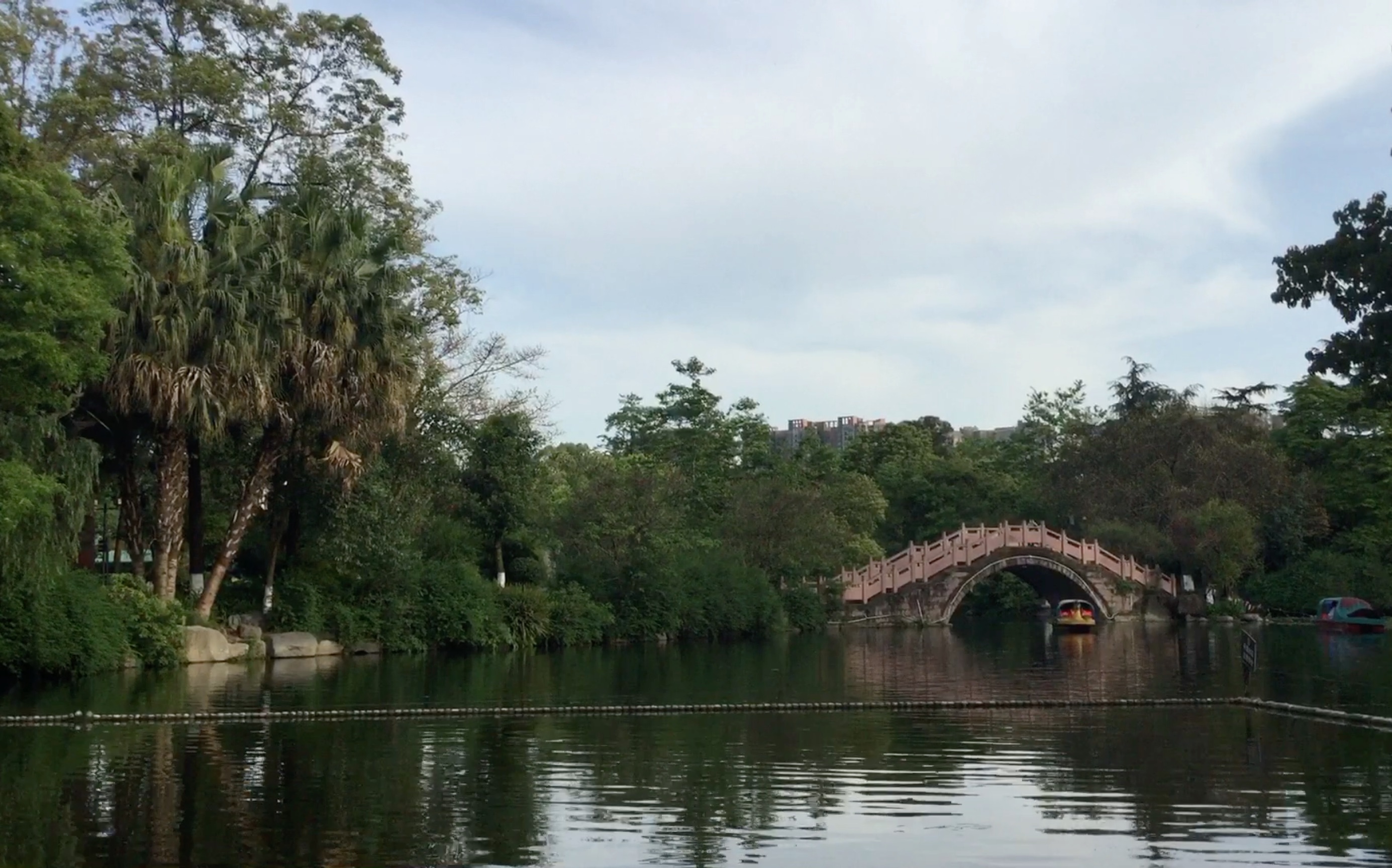 桂湖公园 桥 春天