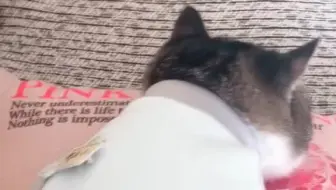 被衣服封印了的胖呜噜哈哈哈哈哈哈哈哈第一怂猫 小胖猫