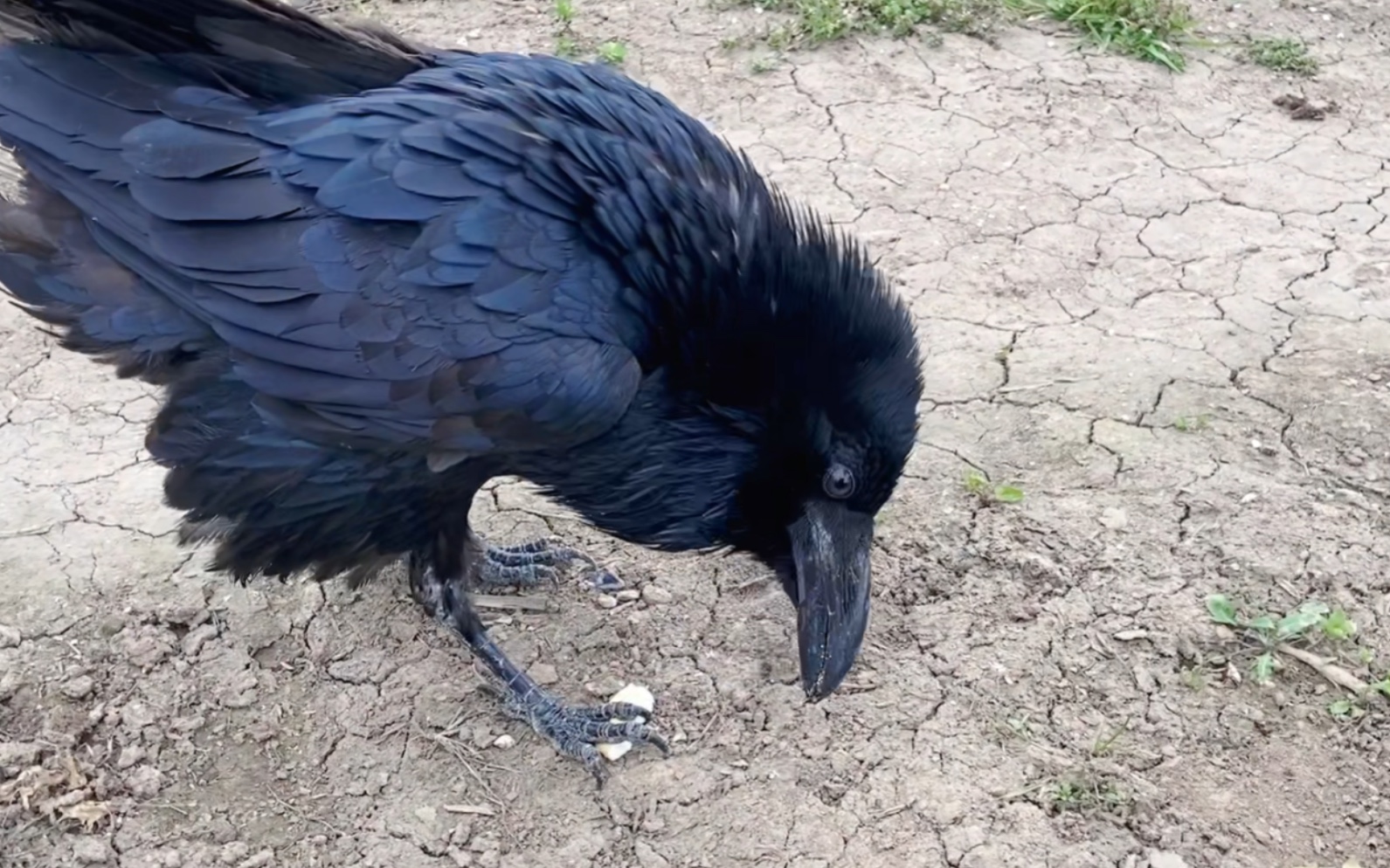 旺旺雪饼对这只残疾渡鸦的诱惑力还是挺大的!