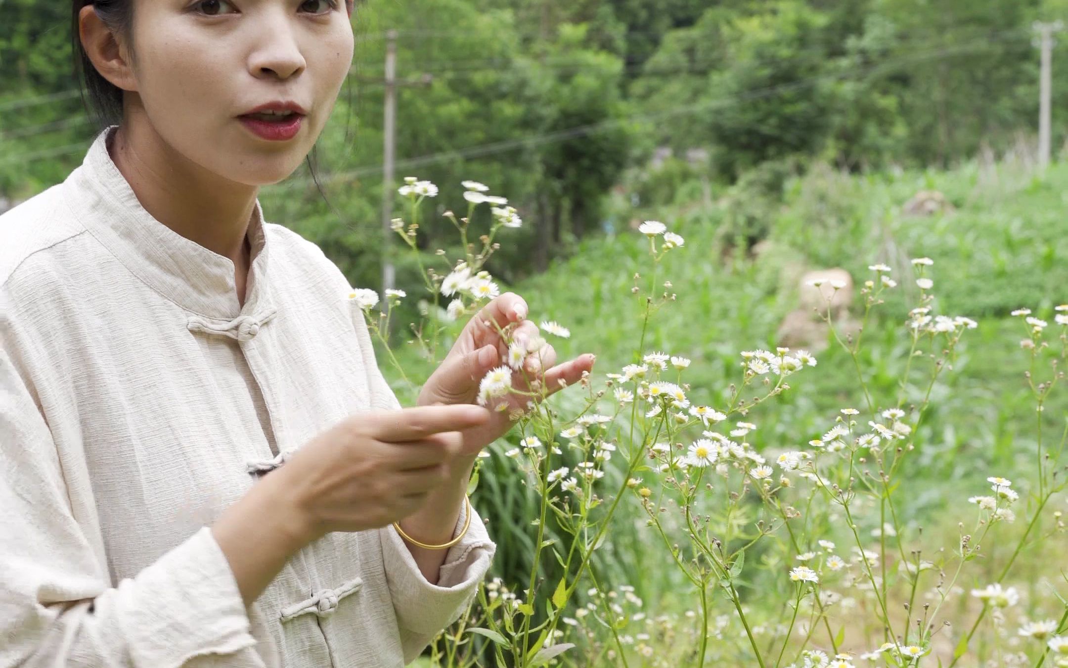 [图]农村常见的草药你都认识几种呢？评论区告诉我！