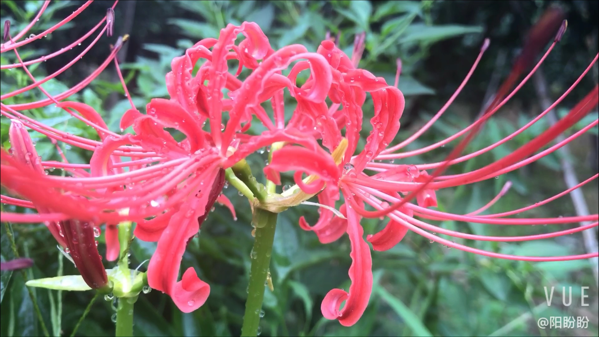 曼陀罗彼岸花绽放