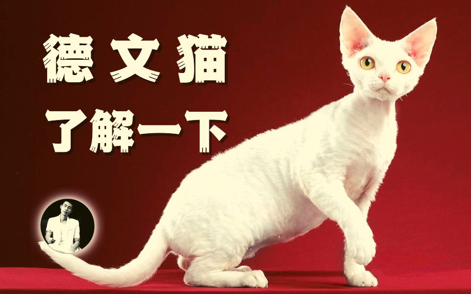 关于【德文猫】的一切,并没有网传的那么完美哔哩哔哩bilibili