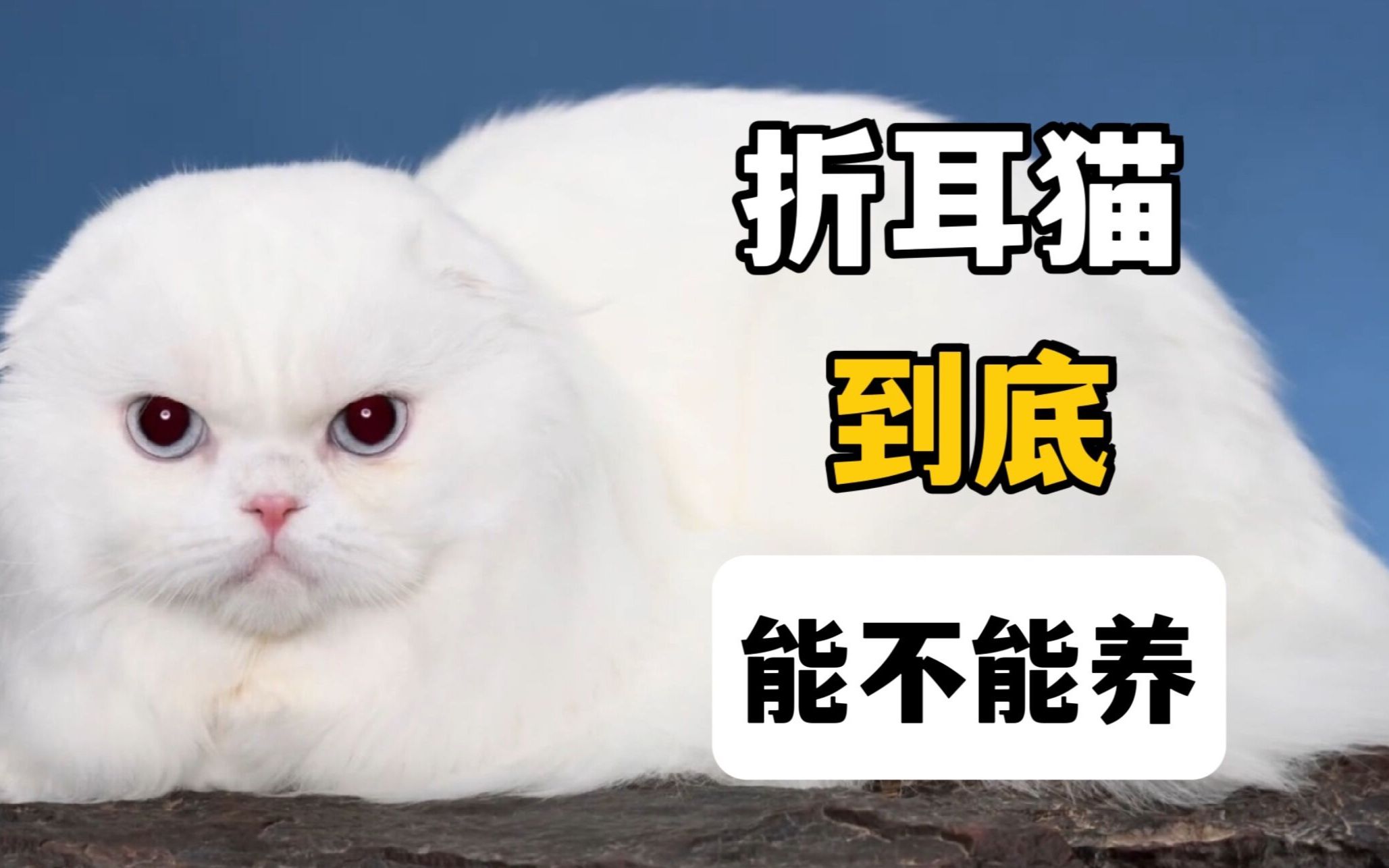 折耳猫,到底能不能养哔哩哔哩bilibili