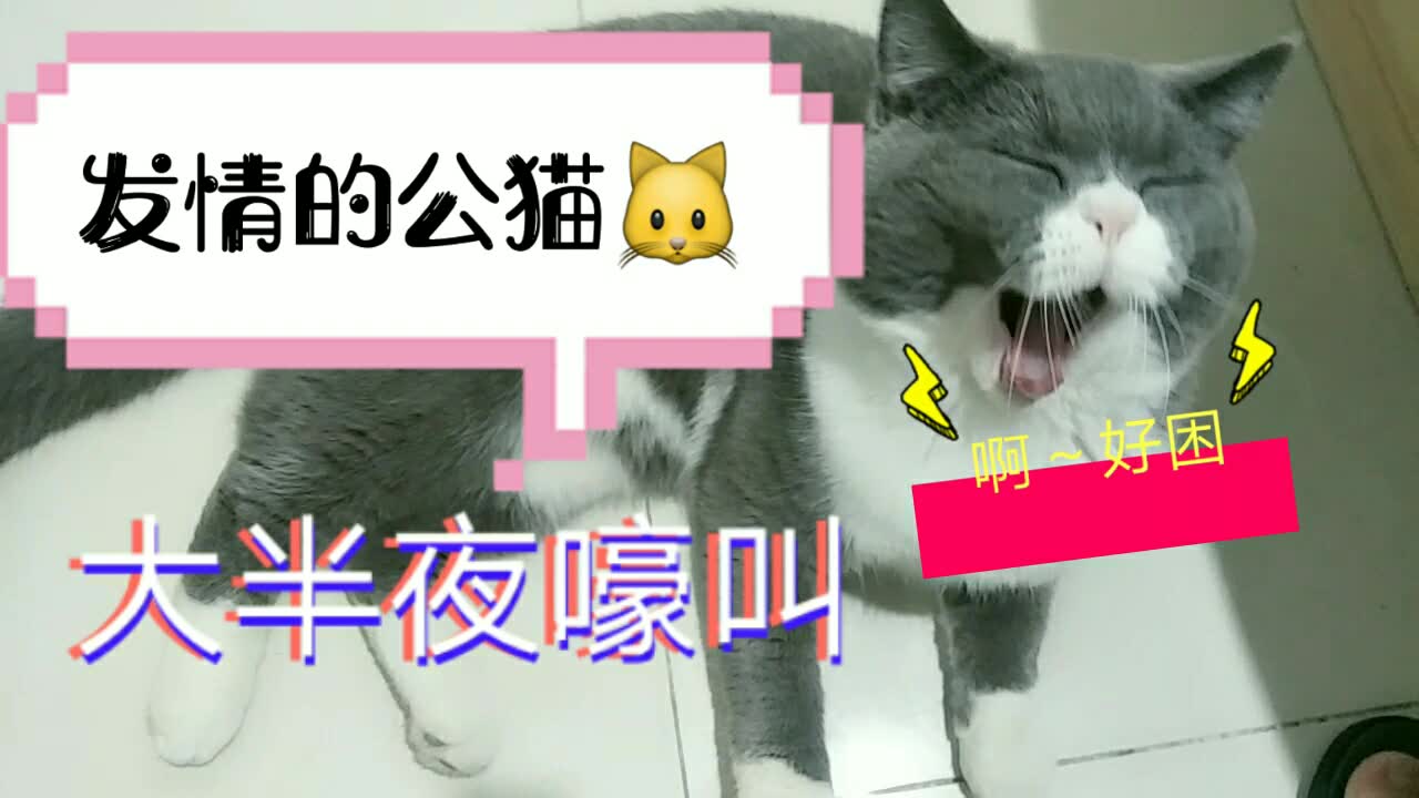 发情的公猫每天在大半夜嚎叫,让人体会到什么是绝望哔哩哔哩bilibili