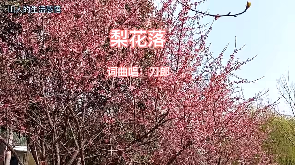 梨花落,刀郎
