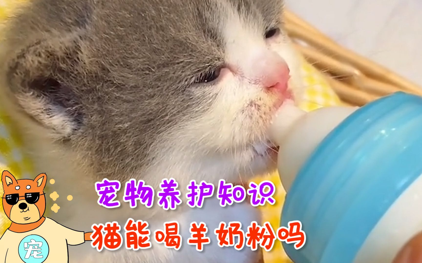 猫能喝羊奶粉吗?原来有这些好处!