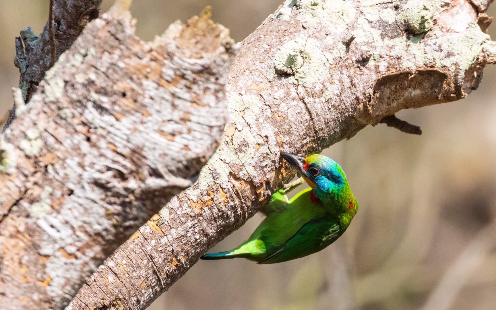 观鸟是一件很治愈的事:五色鸟