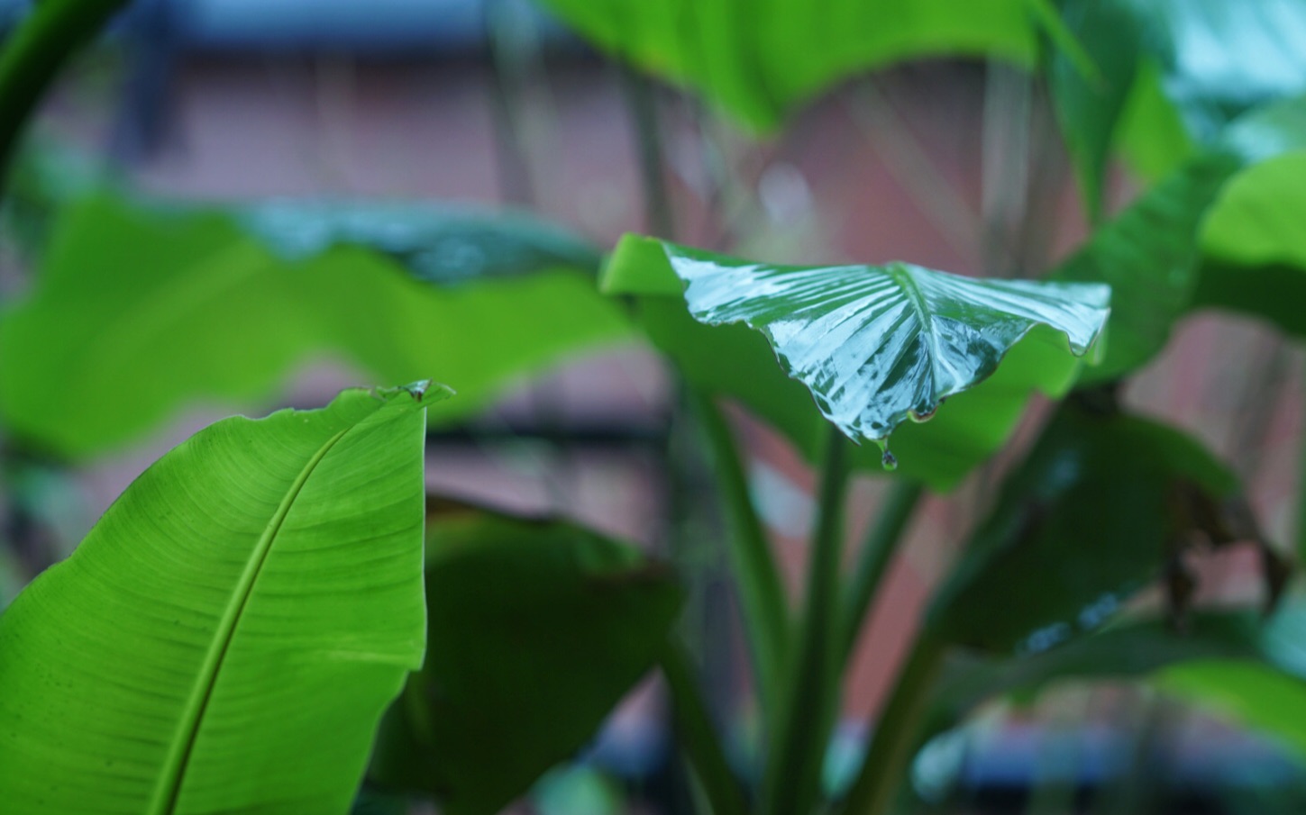 【不秋vlog】仲夏·雨打芭蕉