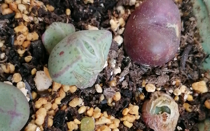 紫式部肉锥(突破中)