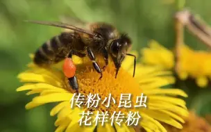 Tải video: 沉浸式观看传粉小昆虫们的花样传粉