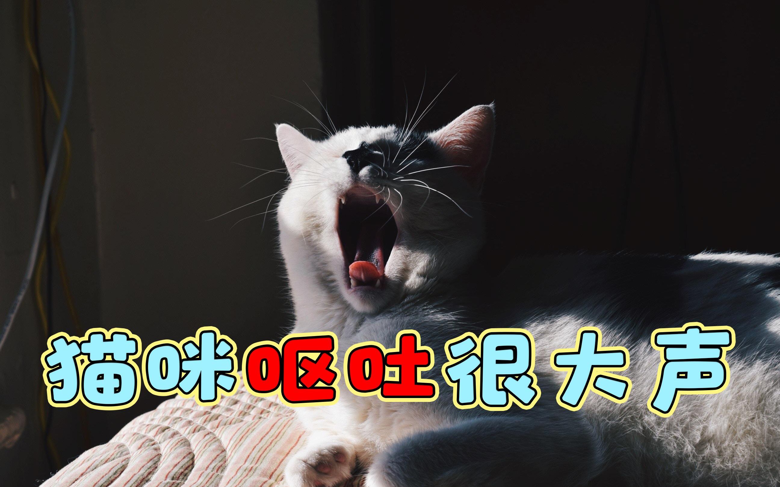 猫咪呕吐很大声哔哩哔哩bilibili