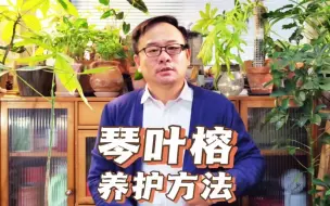 Download Video: 琴叶榕的养护方法：做好6件事，枝多叶大，叶片亮绿