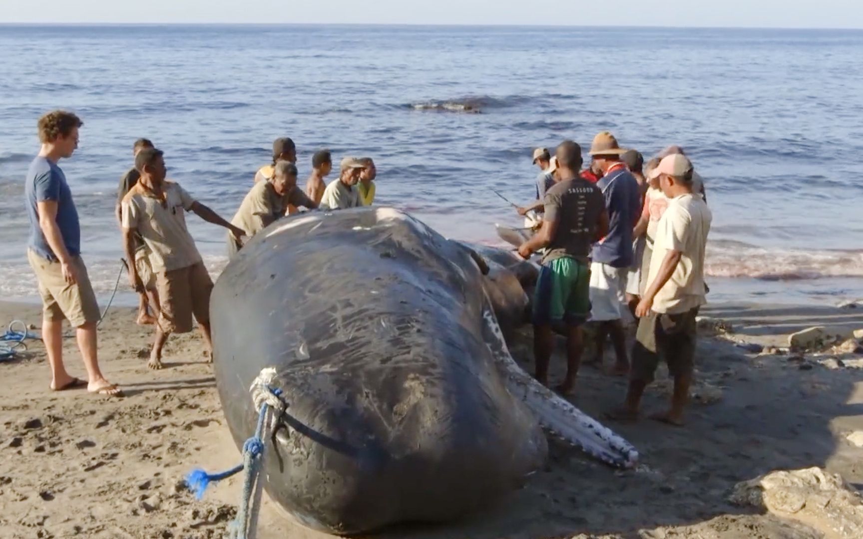 最后的捕鲸猎人,一天捕杀5条抹香鲸,全村2000人分着吃,纪录片_哔哩