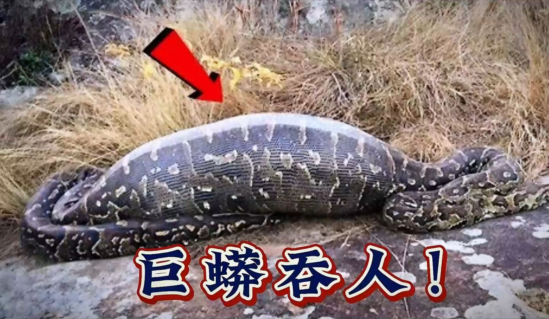 生吞活人!10个在蛇肚子里发现的奇怪物品成品