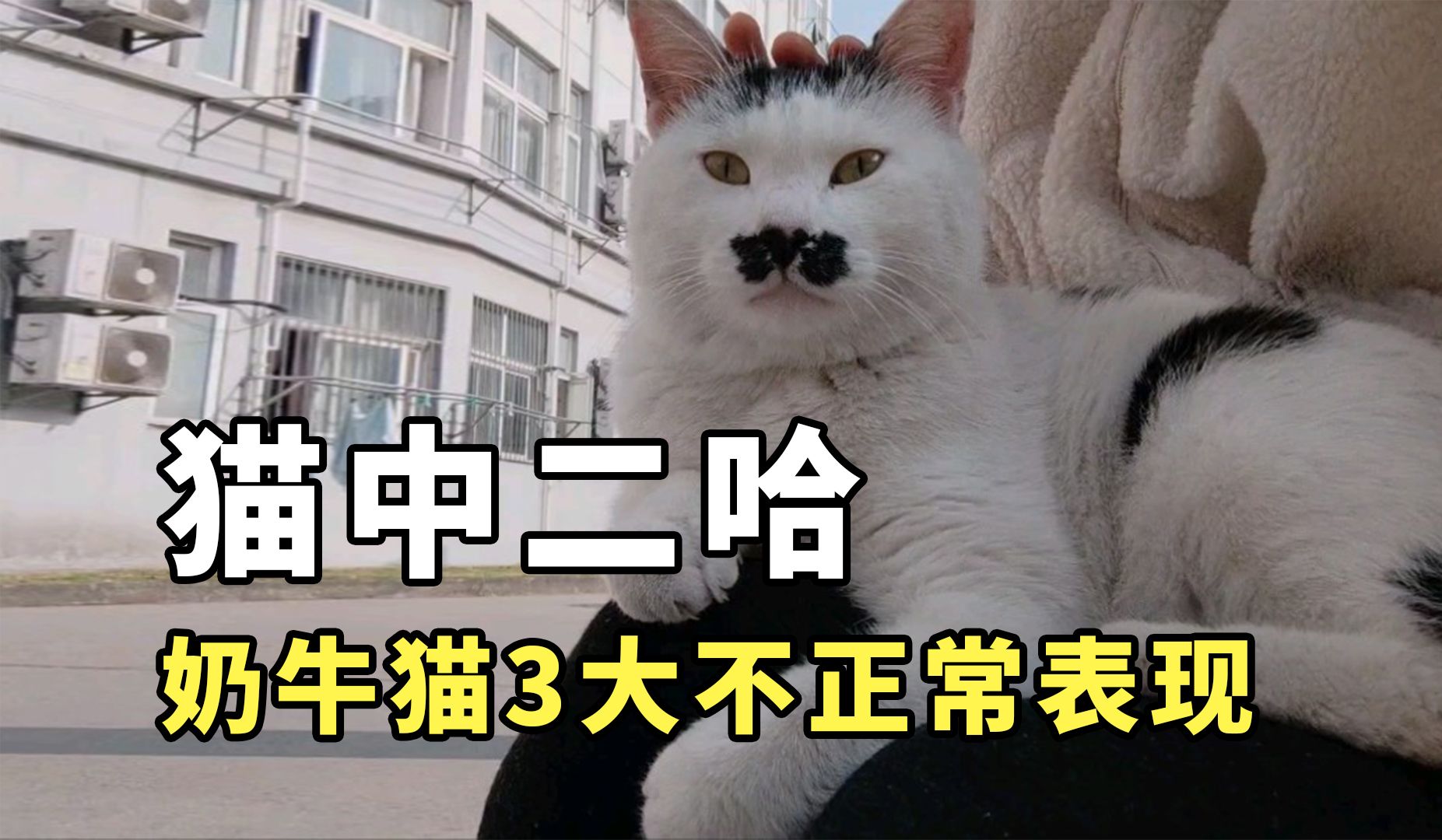 二哈mono猫弄图片