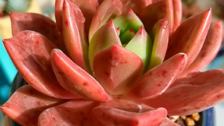 红酒香槟,好浪漫的名字啊-奶茶的多肉生活-奶茶的多肉生活-哔哩哔哩