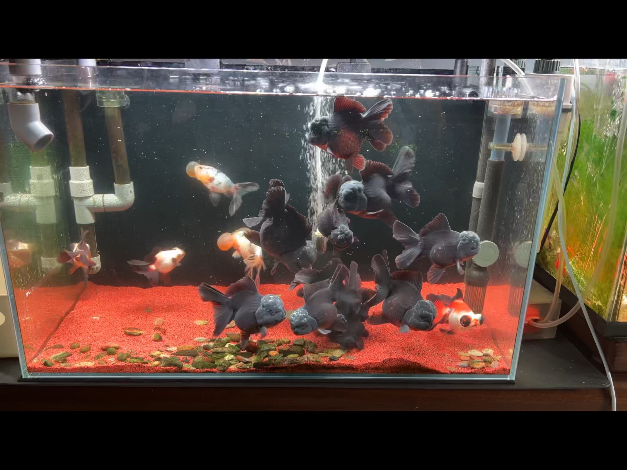 纯黑玛丽 有喜欢的吗?