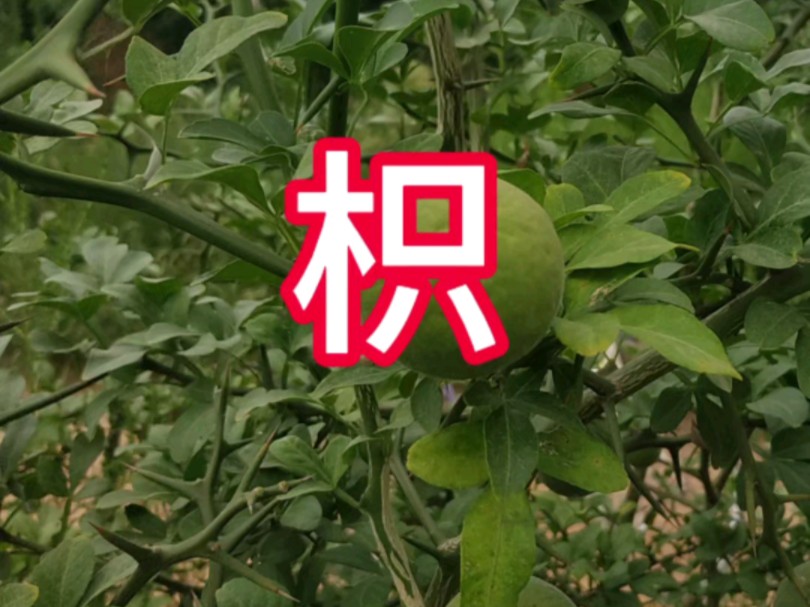 橘生淮南则为橘,橘生淮北则为枳,其实橘和枳是两种不同的植物,只是长得相似罢了.哔哩哔哩bilibili