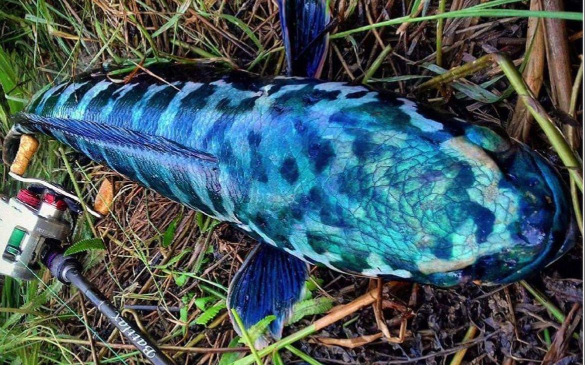 一条暴躁的小盾鳢