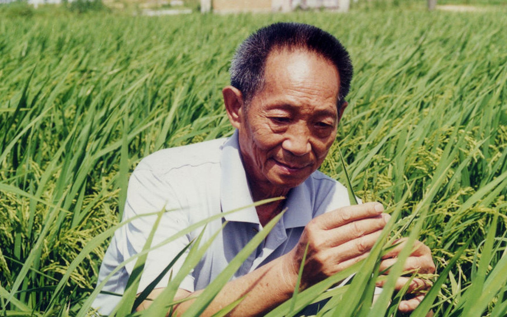 [图]袁隆平逝世两周年，我们依然记得您！