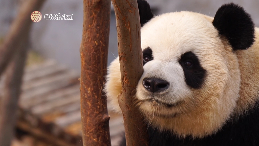 【大熊猫正正】正正大美妞的大脸暴击,真是美翻了!