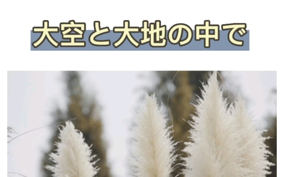 [图]日语歌曲｜大空と大地の中で 松山千春《好大一棵树》日语原版