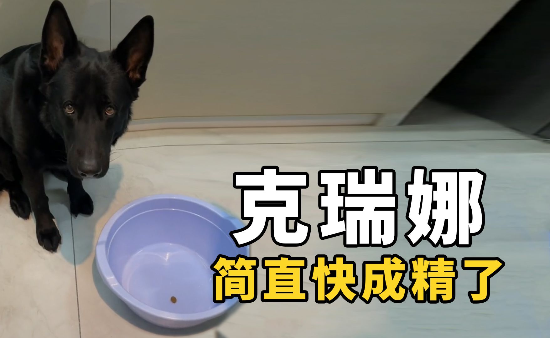 克瑞娜犬图片