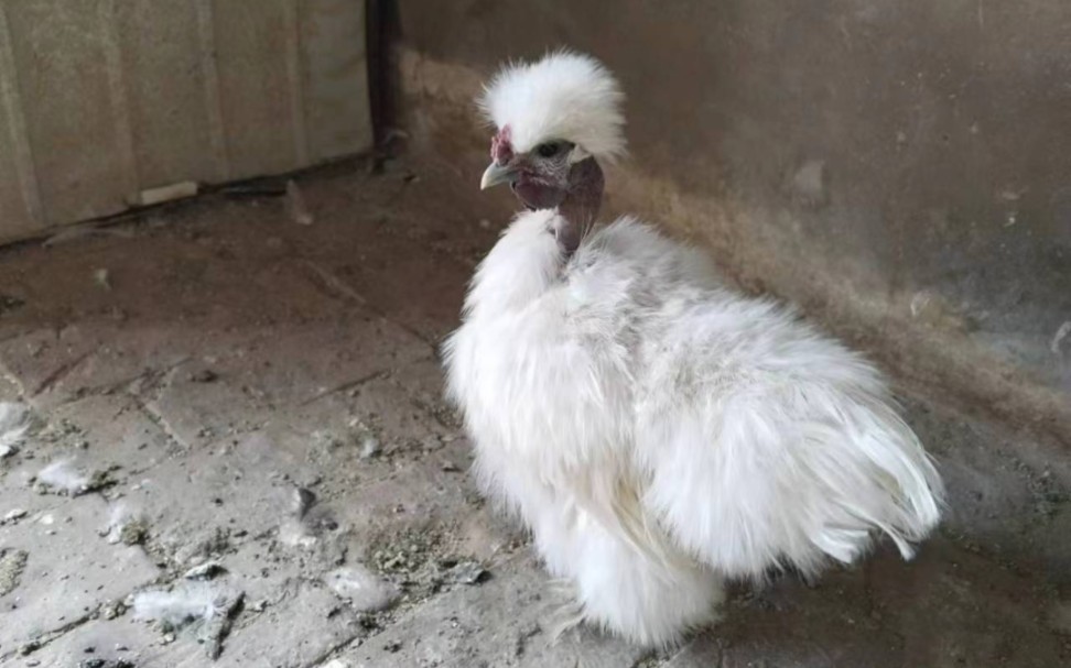 自家养殖观赏鸡,绣球鸡.