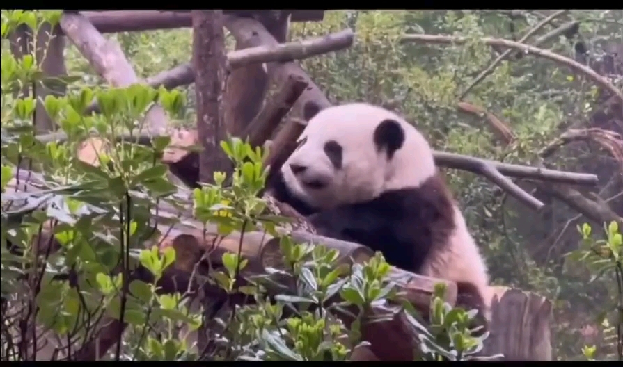 花花独自一人坐在那儿骂骂咧咧个没完 好可爱呀 真想坐在她身旁好好安慰安慰她 给她做个幸福的按摩 准让花花乐坏哔哩哔哩bilibili