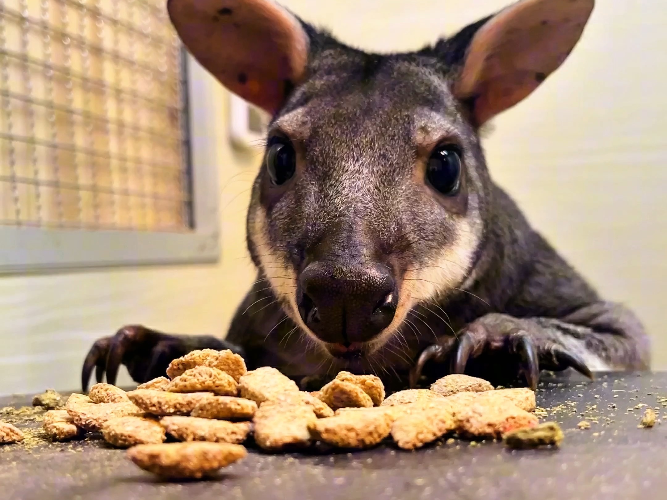 你听过袋鼠吃东西的声音吗?