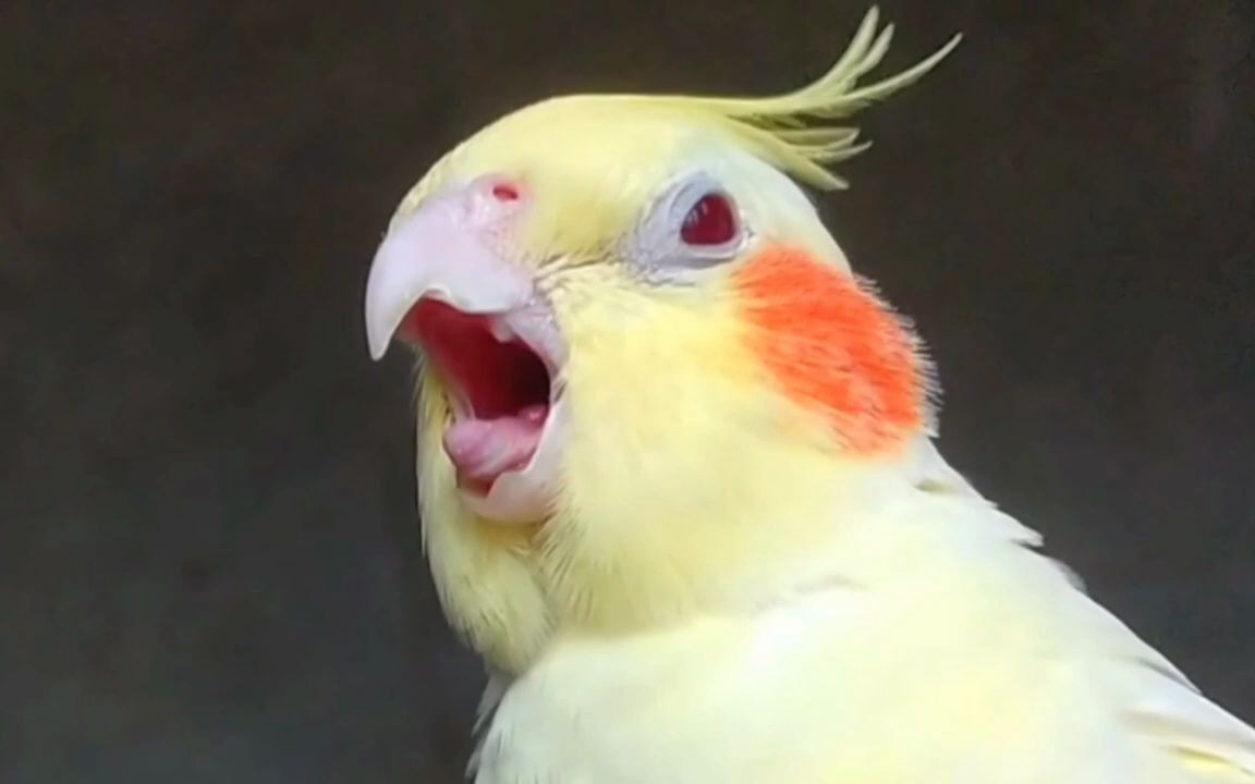 【鹦鹉】尖叫中……(这舌头我能看一年)_哔哩哔哩_bilibili