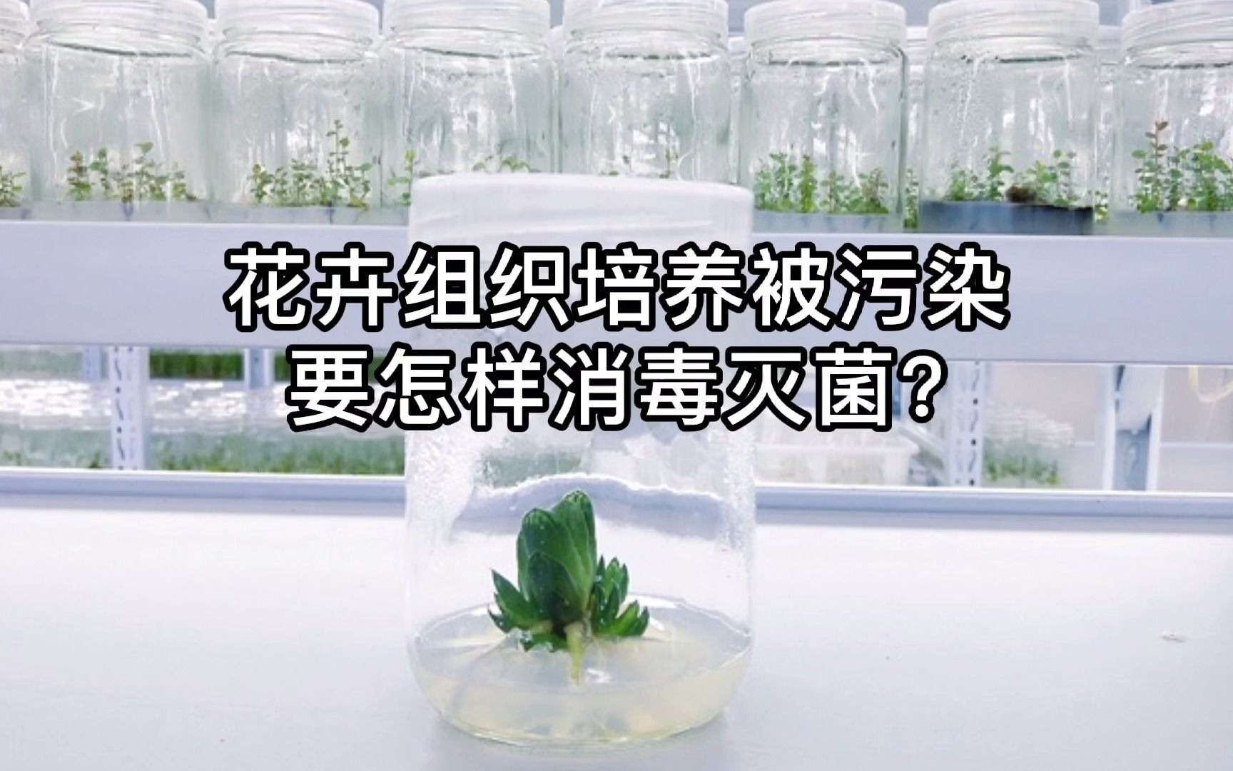 植物组织培养过程中微生物污染原因分析及灭菌方法!!哔哩哔哩bilibili