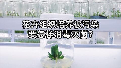 喜蚁植物栽培日记anthorrhiza Bracteosa 方茎蚁茎玉 2 哔哩哔哩 Bilibili