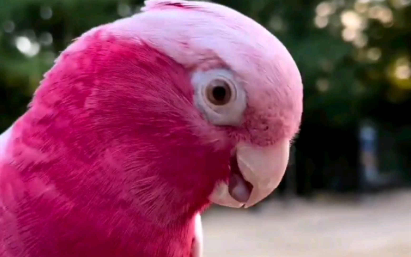 粉红巴丹外出放飞玩嗨了…回家索要么么哒99