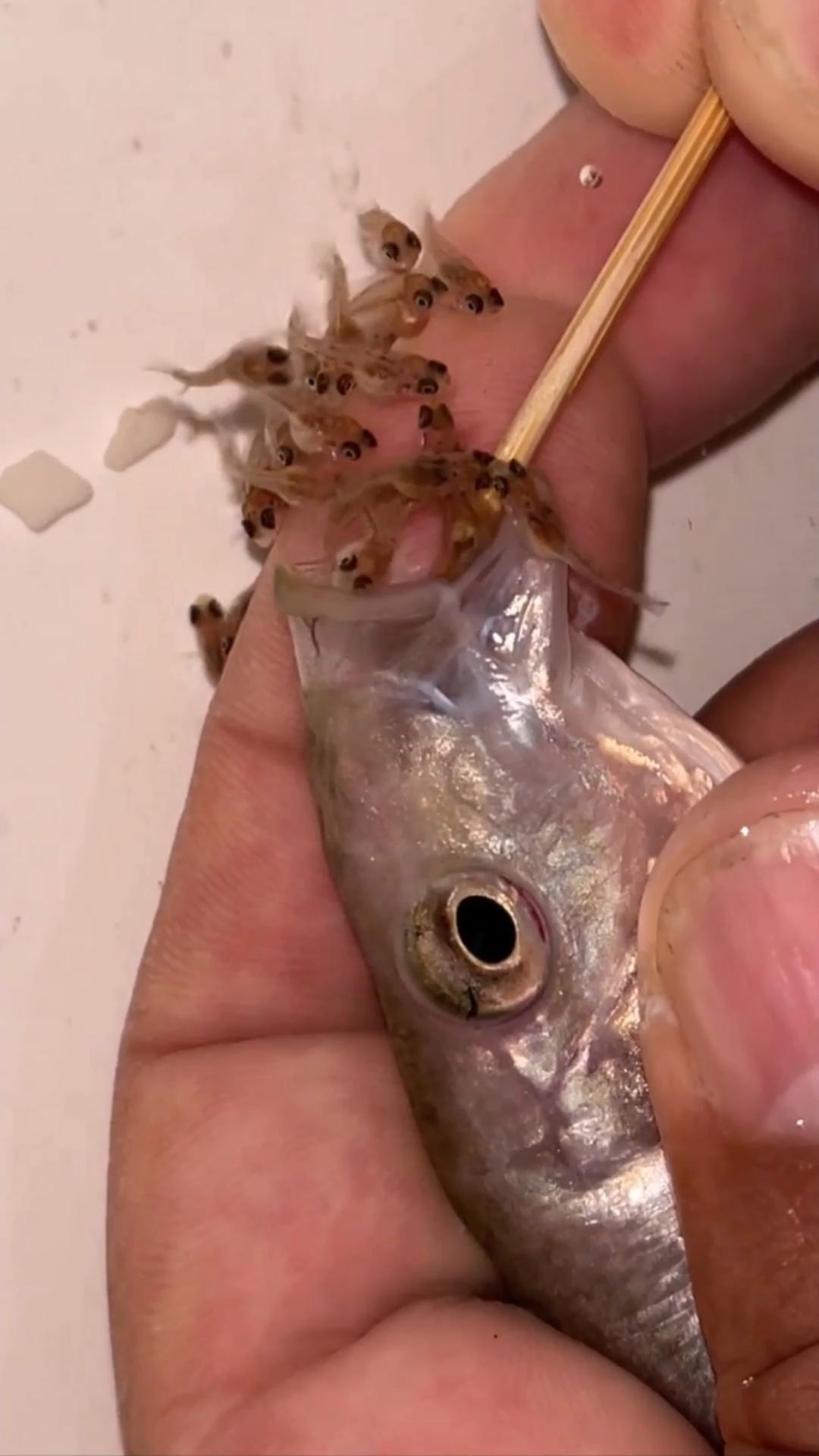 从鱼嘴巴里生出小鱼,我还是第一次见