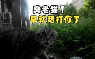 Tải video: 哈哈！！！惹是生非的“恶霸猫”豆沙，今天出门被两只小猫咪给堵了！