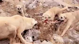 Скачать видео: 库尔德獒犬把野狼分解了