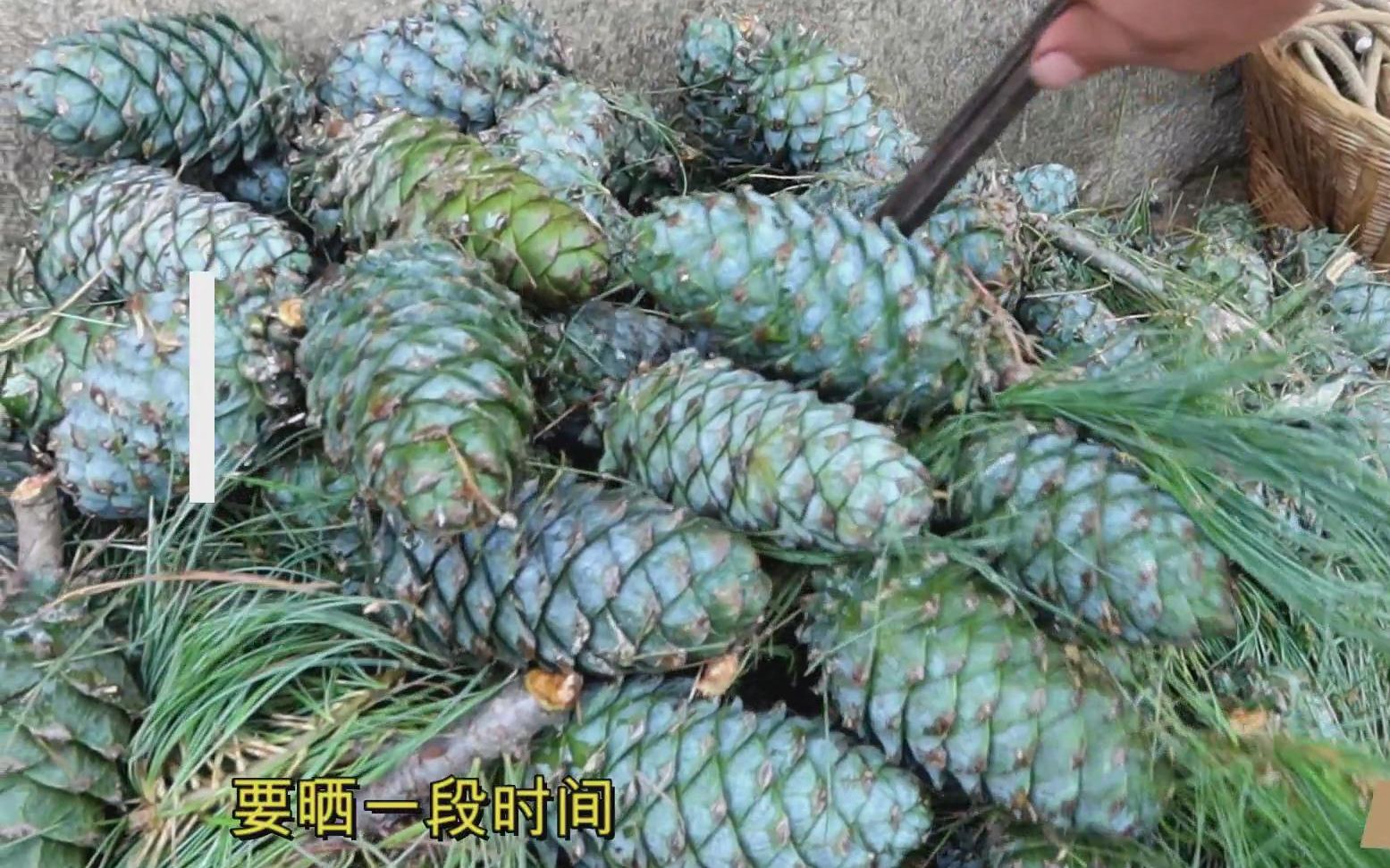 带大家山上摘松包,我弟弟爬树比我厉害