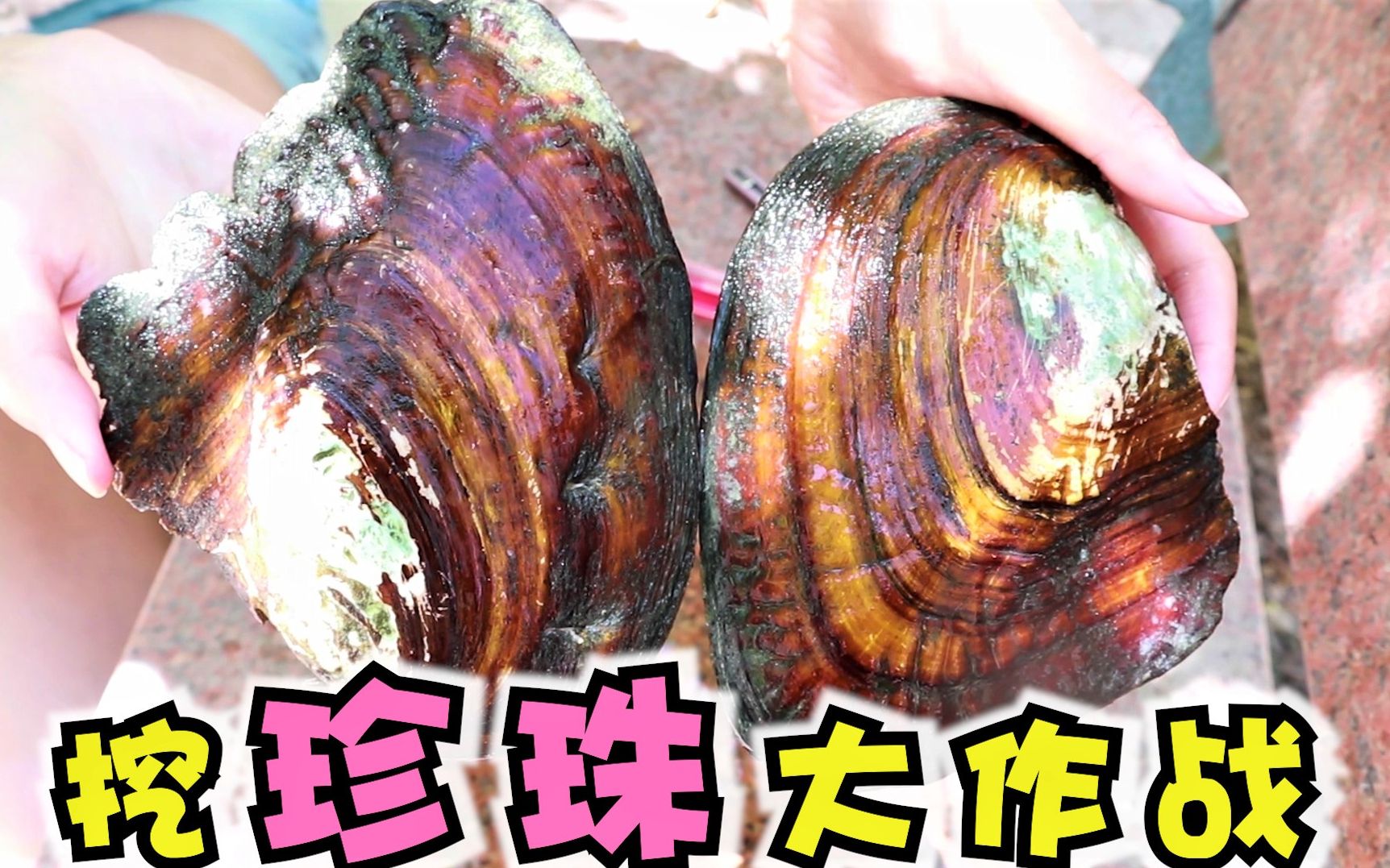 30块钱2个的珍珠蚌,妹子挖出了48颗珍珠,到底亏了还是赚了?