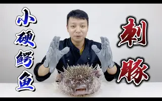 刺豚肝 搜索结果 哔哩哔哩 Bilibili