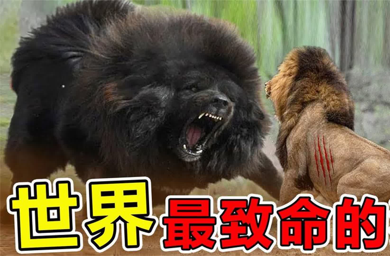 世界上“最致命”的10只恶犬,咬合力800公斤,可以单杀野猪哔哩哔哩bilibili