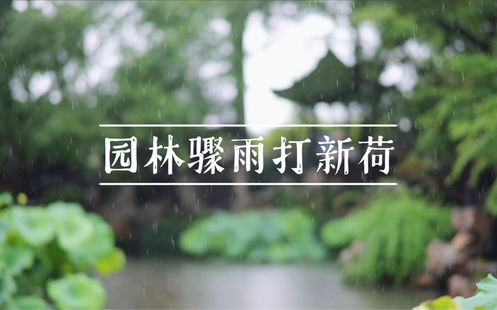 [图]【尼康Z5】相思调·园林骤雨打新荷