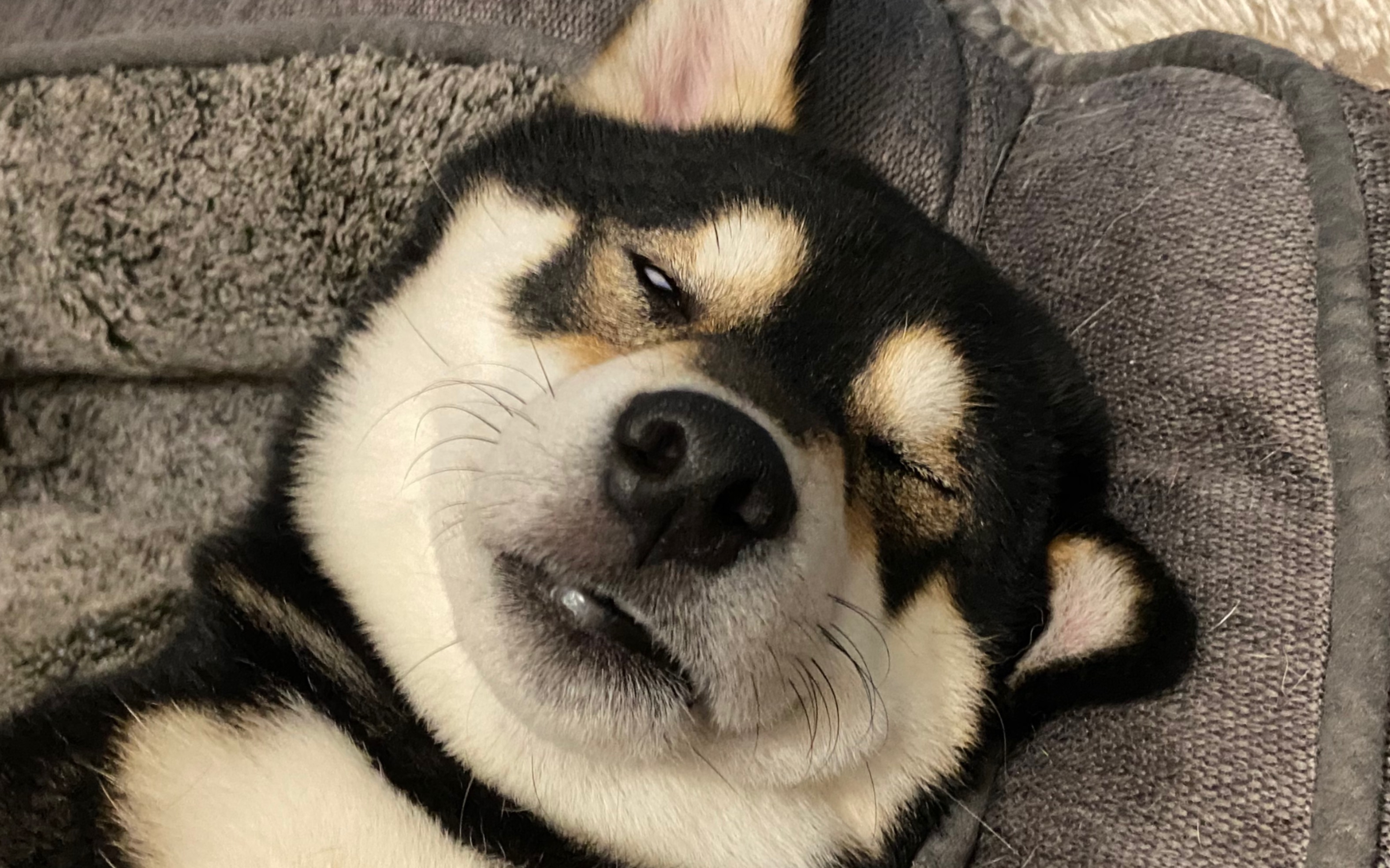 游泳真累阿!这只柴犬游泳回来后不理人就知道睡觉