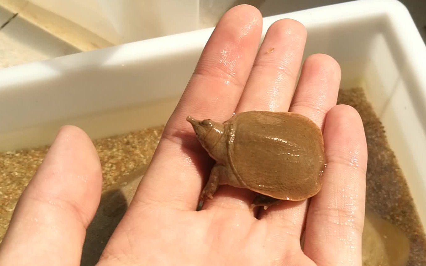 小鳖仔,钻进沙子就找不到