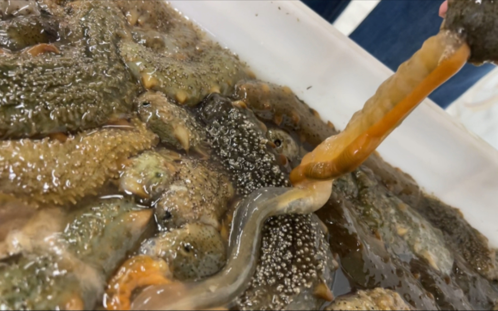 海参吐肠是什么原理?